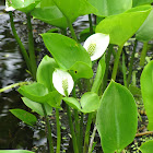 Calla