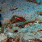 Red-lined wrasse juvenile