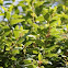 Bay tree