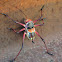 African Armoured Cricket