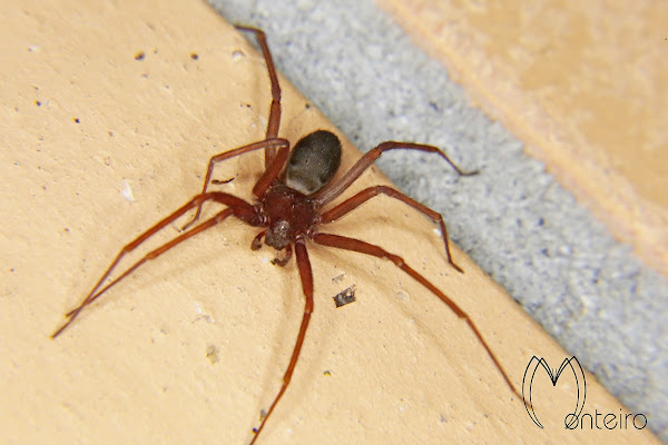 Brown spider | Project Noah
