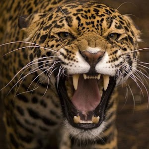 Leopard wallpapers.apk 1.5.0