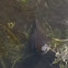 Tadpole