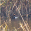 Red-crested Pochard; Pato Colorado; Netta rufina
