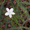 Tread Softly