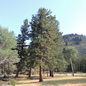 Ponderosa Pine