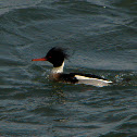 Red-breasted Merganser (male)