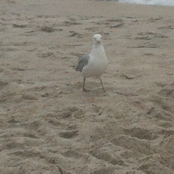 Spotting Image 1