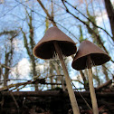 Conical Brittlestem