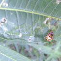 Hadda beetle.