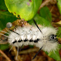 Hickory Tussock Moth Larva