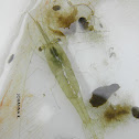 Palaemon adspersus
