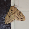 Asian Gypsy Moth