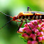 Cotton Stainer bug