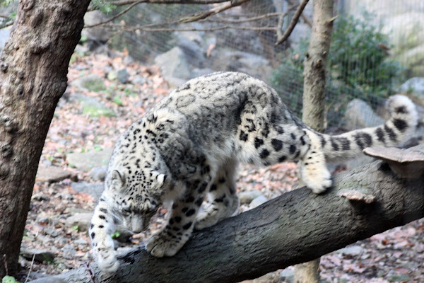 Snow leopard | Project Noah