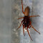 Woodlouse spider