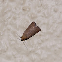 Moth