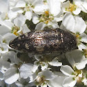 Metallic Wood-Boring Beetle