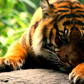 by JenWil   - Animals Other Mammals