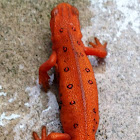 red-spotted newt