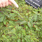 Water mimosa