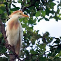 Cattle Egret
