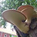 Dryad's Saddle/Zadelzwam