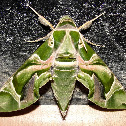 Oleander Hawk Moth