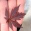 "Bloodgood" Japanese maple