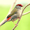 Red Browed Finch