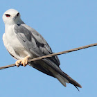 Black shouldered... Kite
