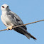 Black shouldered... Kite