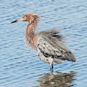 Reddish Egret