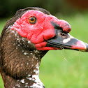Muscovy Drake