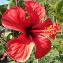 Amarilis, Amaryllis, Hipeastrun