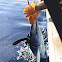 White marlin