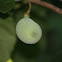 pawpaw