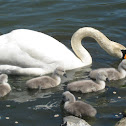 Mute Swan and Cygnets
