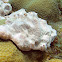 Creamy Salmon Sponge
