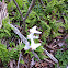 Dutchman's breeches
