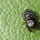 Jumping Spider