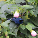Masked Flowerpiercer