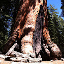 Giant Sequoia