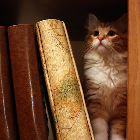 by Jason Arand - Pets Cats