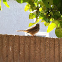 White-Crowned Sparrow