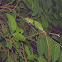 Neotropical Green Anole
