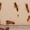 Fire ant - Worker