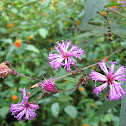 Ironweed
