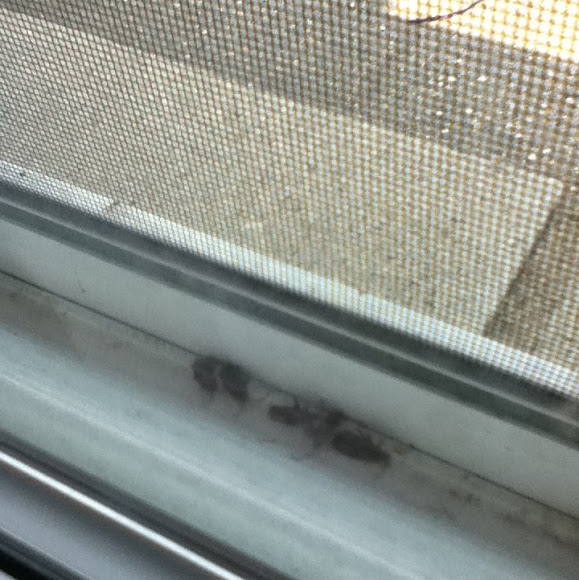 Spotting Image 1