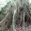 kapok tree